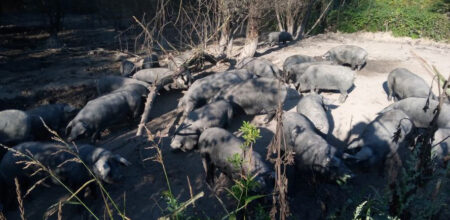 galerija crne svinje