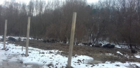 galerija crne svinje