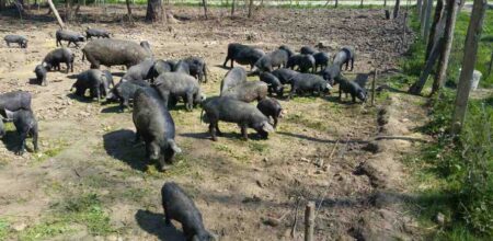 galerija crne svinje